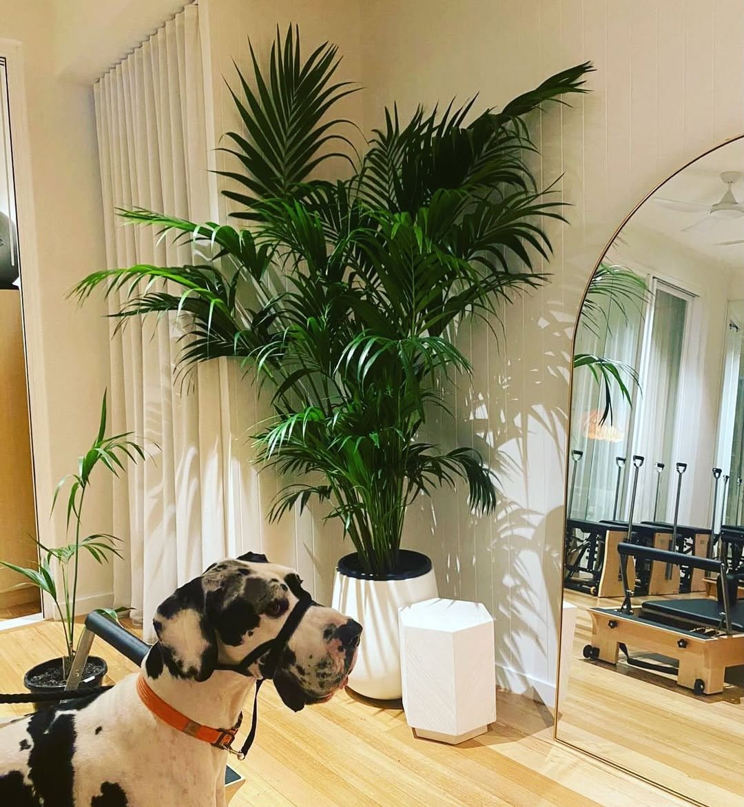 Tall kentia palm in sleek metal planter