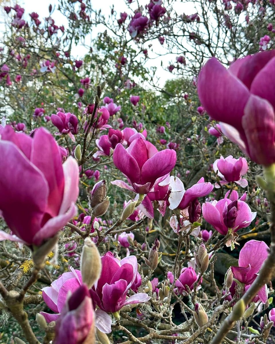 sweetbay magnolia with creamy white flowers in city park