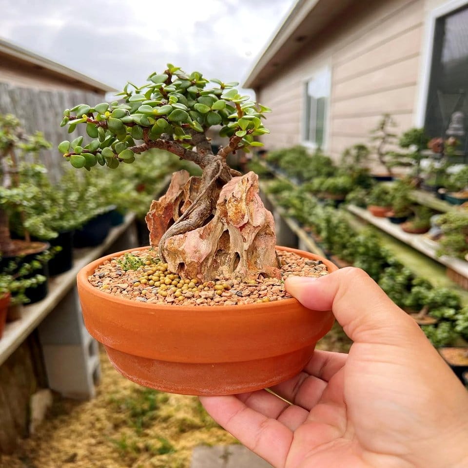 Bonsai garden with lava rocks