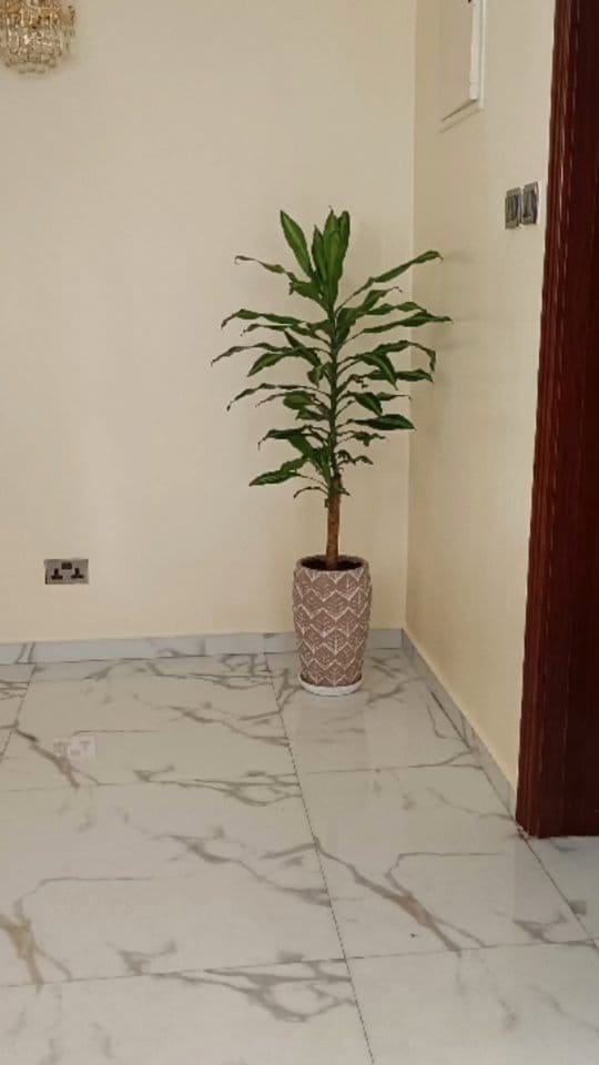 Textured and varied height plant display