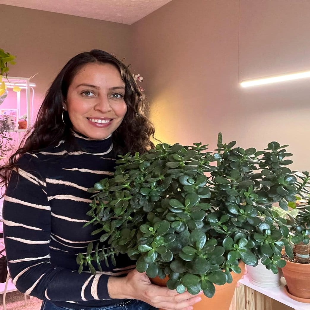Jade plant with thick leaves on modern desk