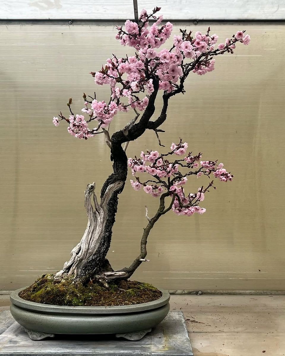 Cherry blossom bonsai with pink flowers