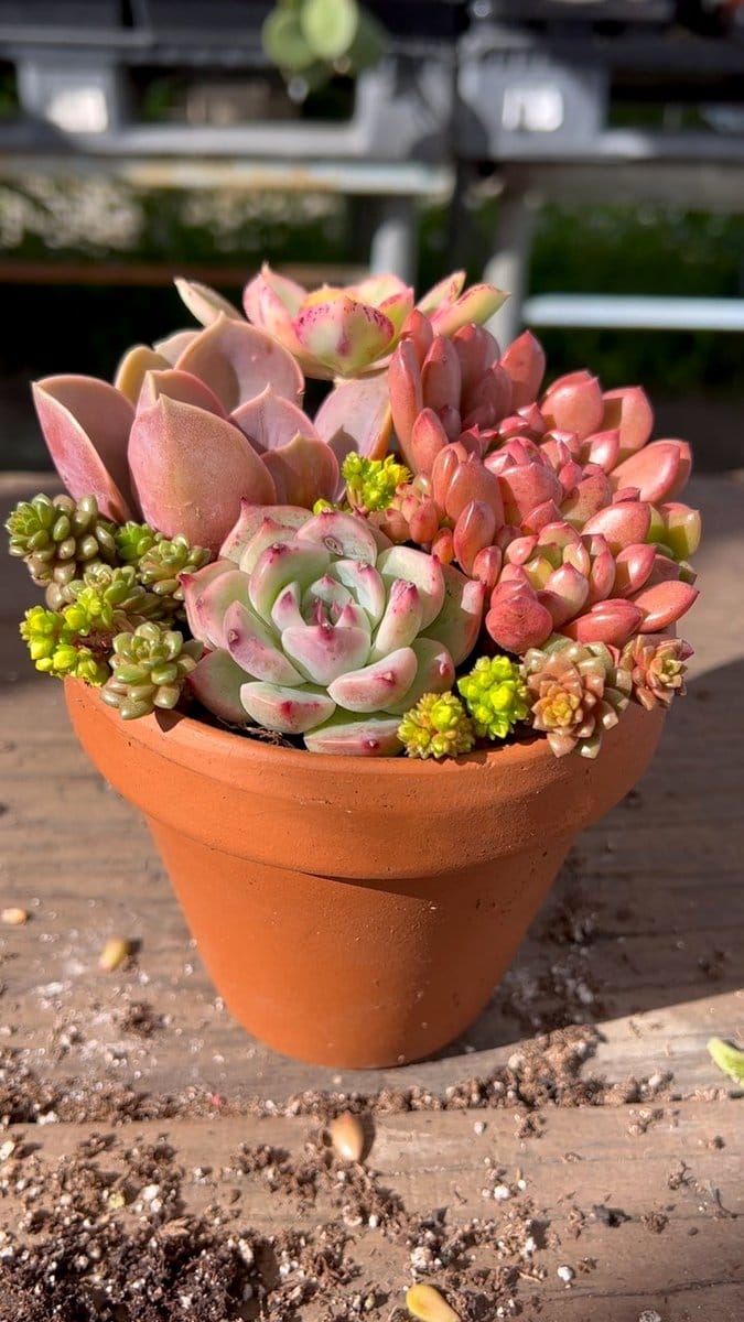 cactus and echeveria in terracotta pots