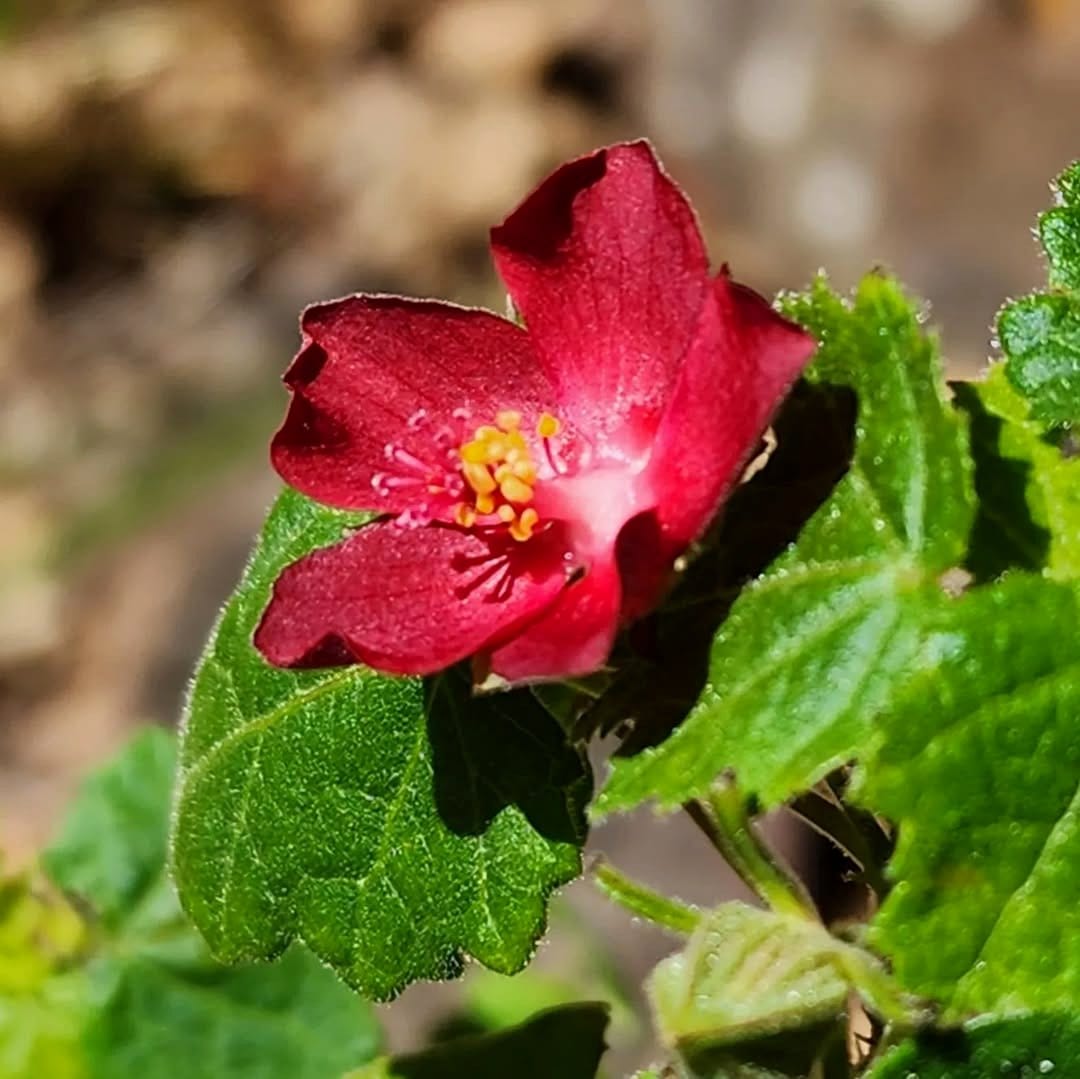 rockrose plant with pink flowers