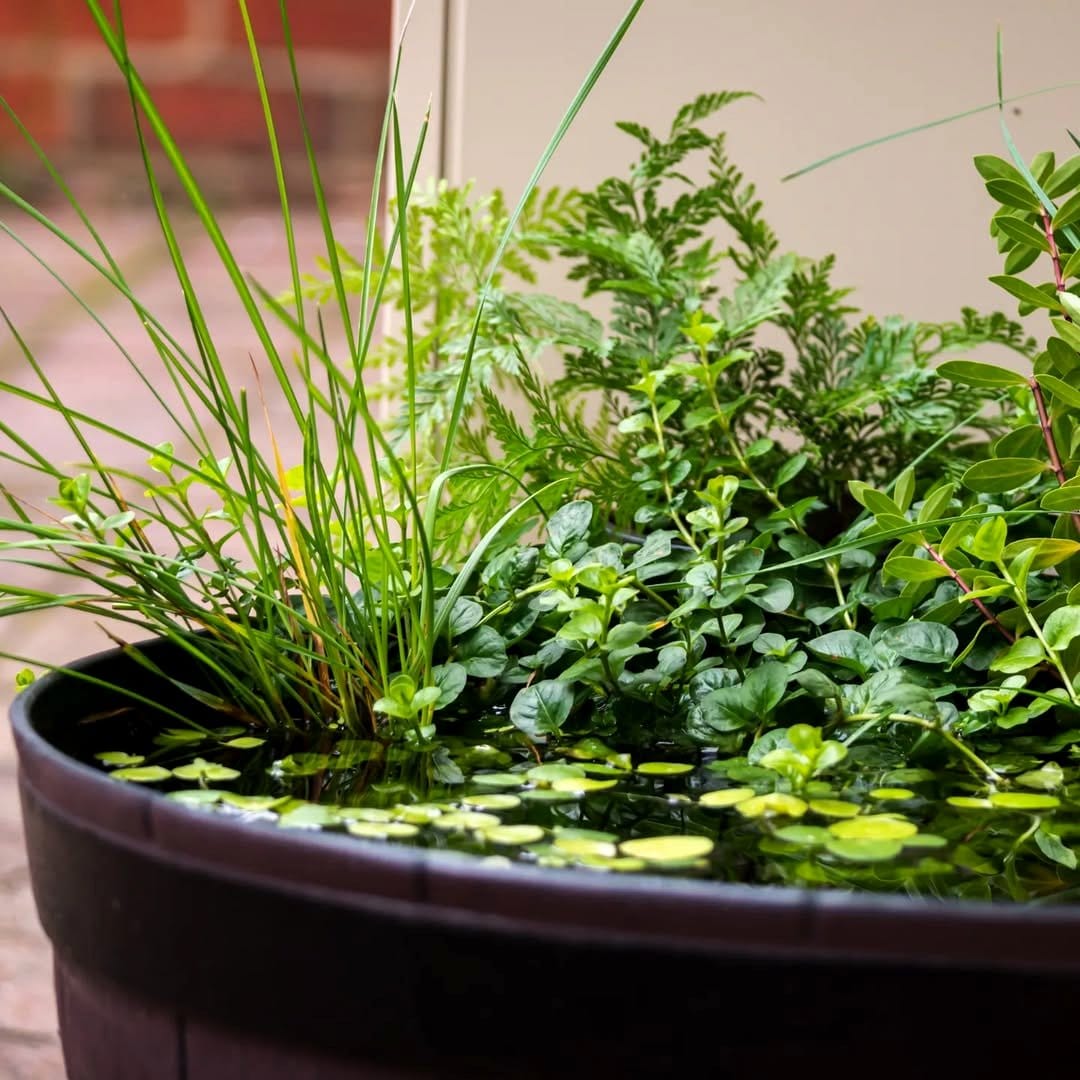 small container with floating plants
