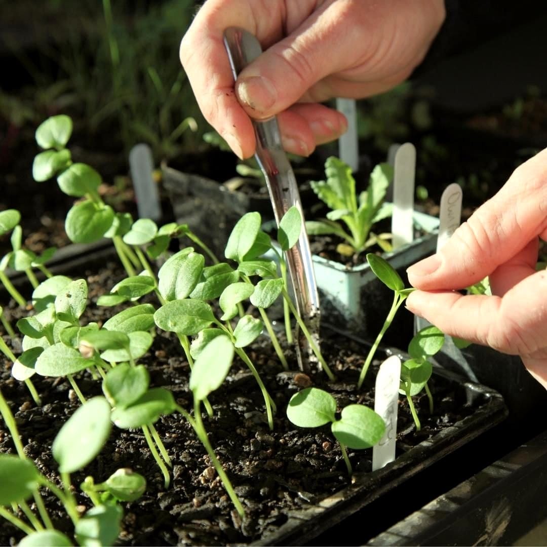 hands carefully removing plant from pot