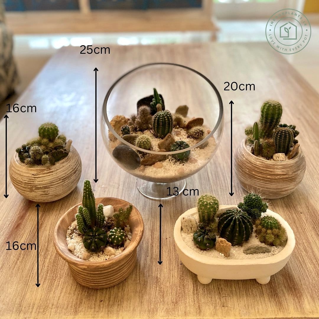 Bamboo plant stand with cactus arrangement