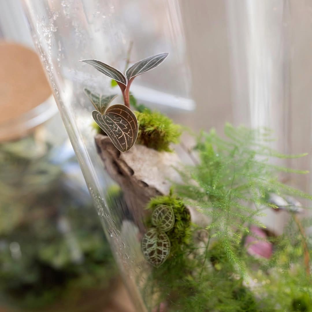 Glass skull terrarium with moss