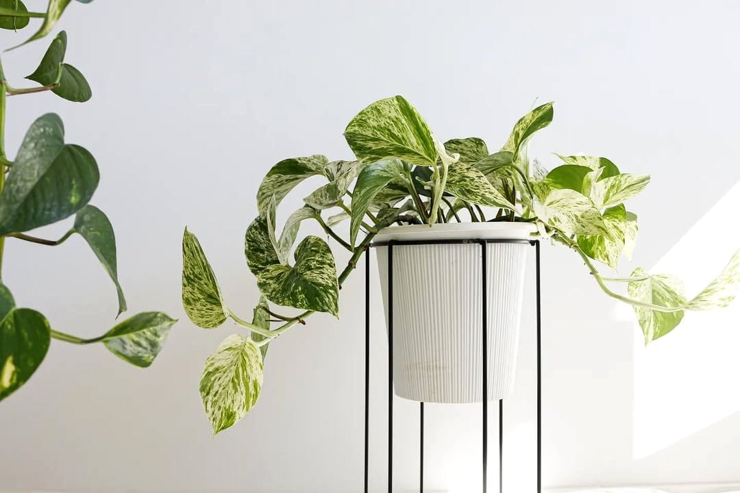 Marble pot with lush green fern
