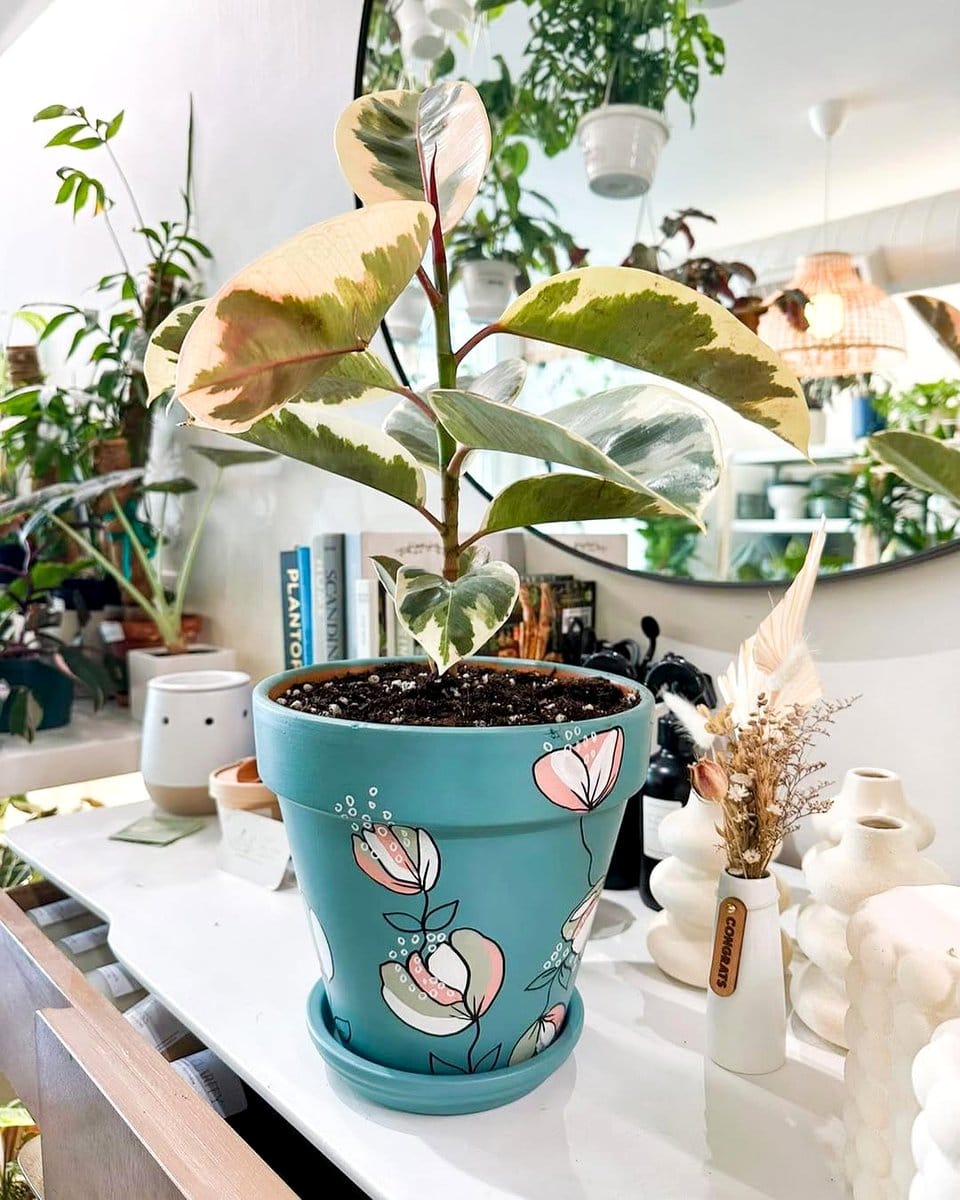 colorful ceramic pots with plants