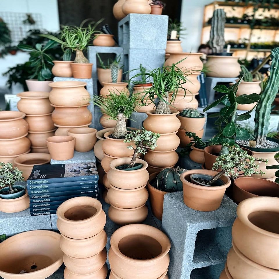 Classic terra cotta pot display with desert plants