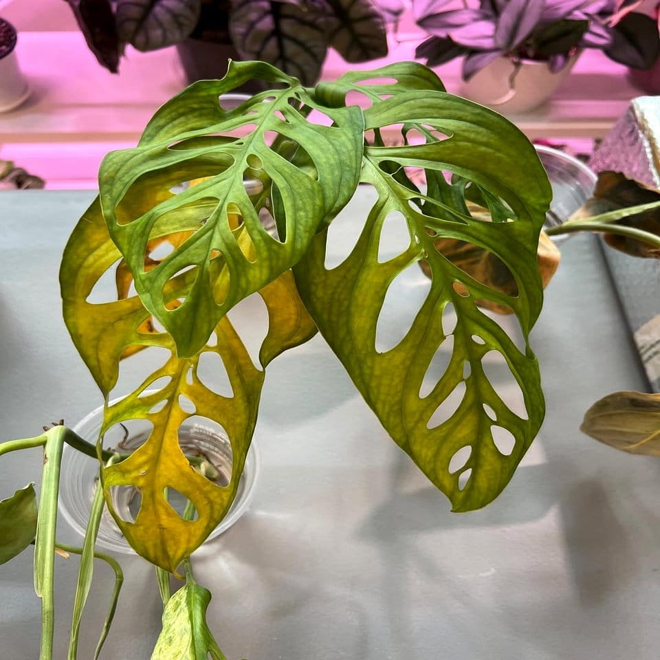 Jewel-toned carnival mask with vibrant monstera leaves