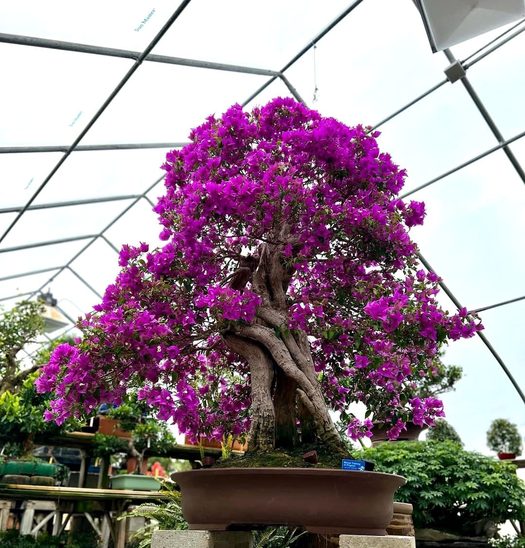 Bougainvillea bonsai with magenta flowers