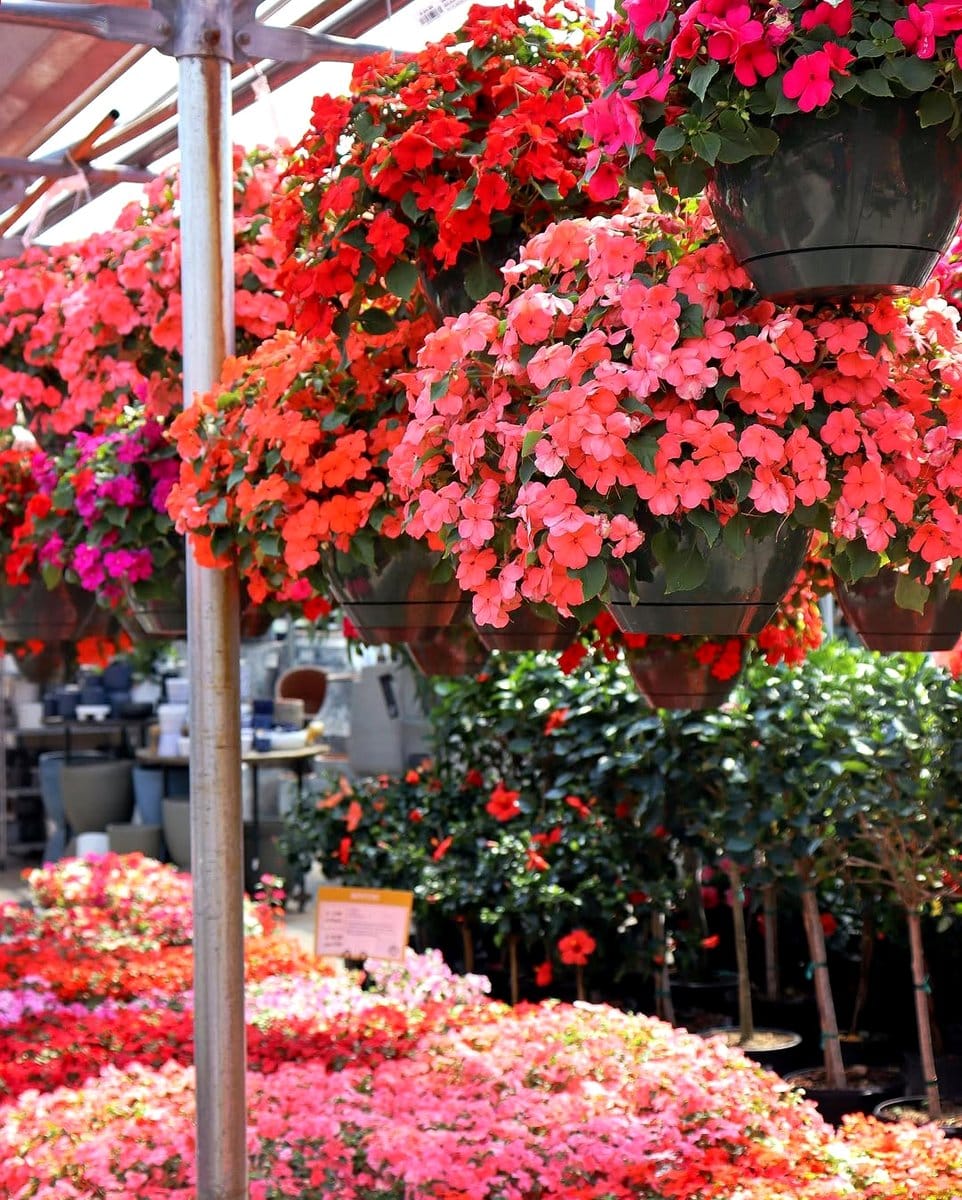 colorful impatiens in shaded basket