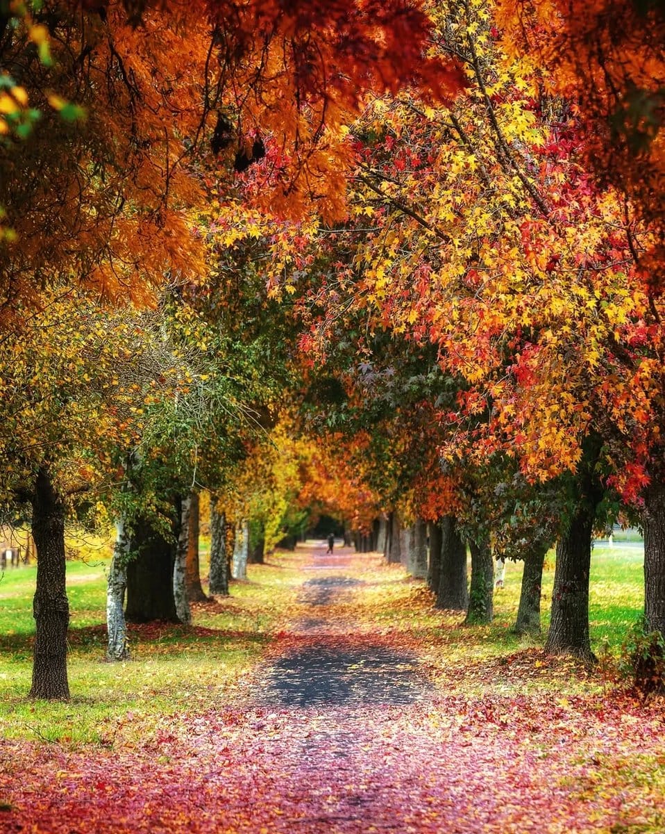autumn leaves scattered on bench