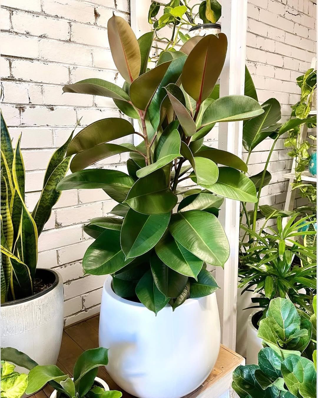 Glossy rubber plant in gold planter
