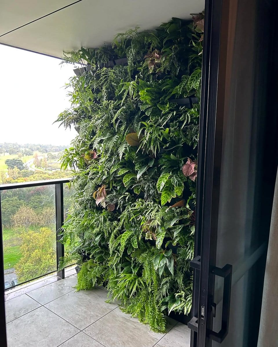 Monstera on vertical garden wall