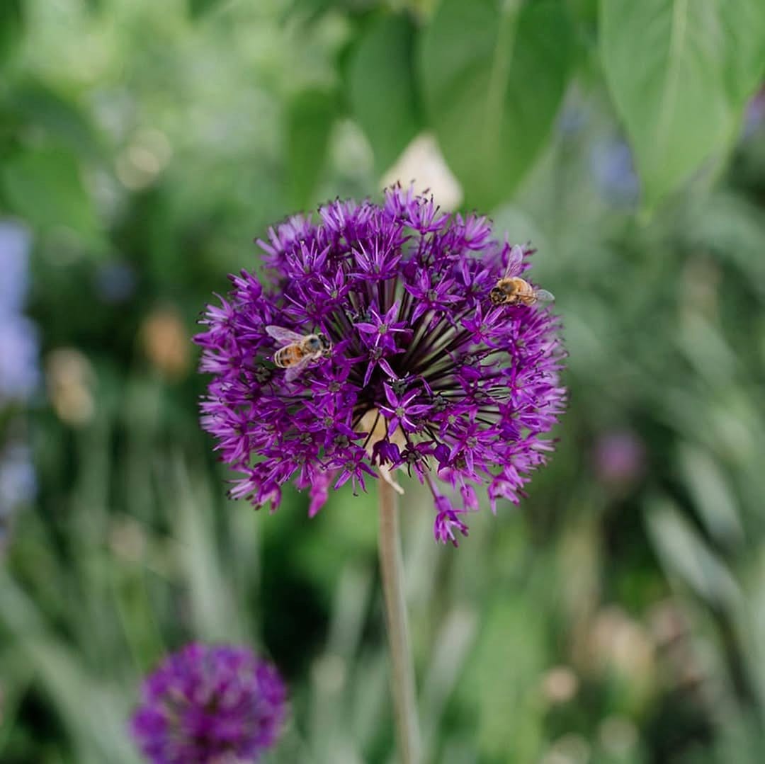 borage flowers buzzing with bees