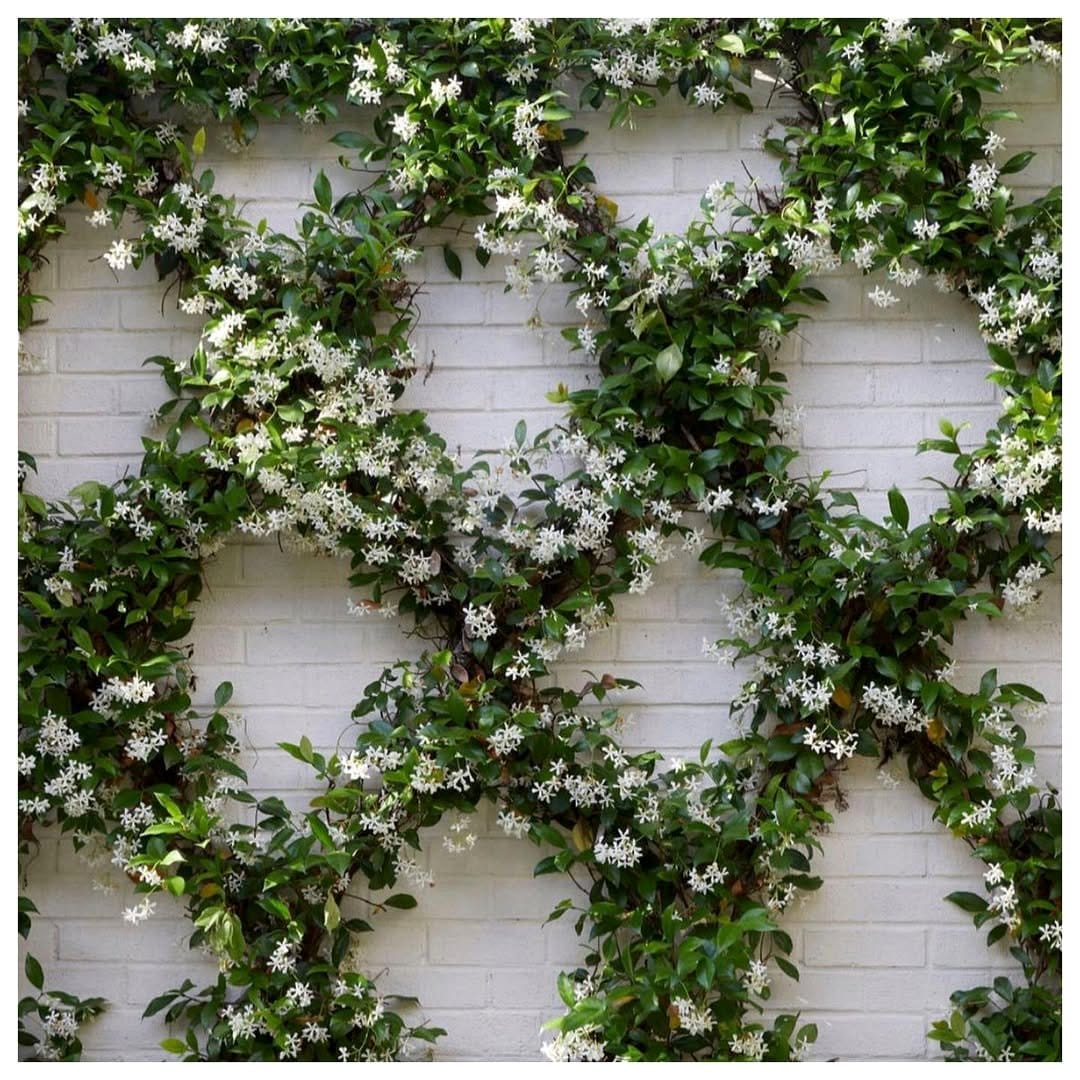 star jasmine vine on brick wall