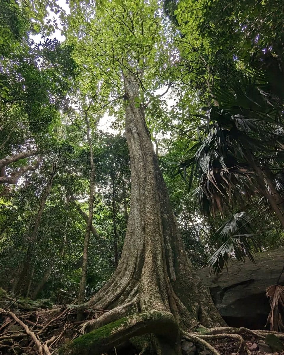 dense rainforest canopy projection