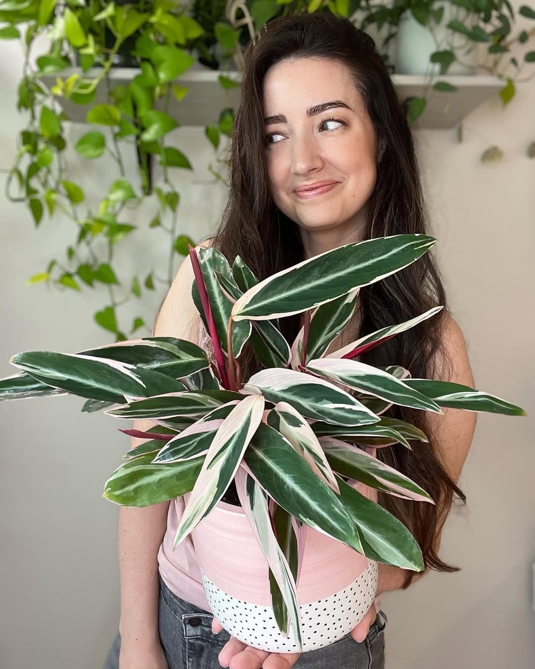 Colorful Stromanthe Triostar in sleek white planter