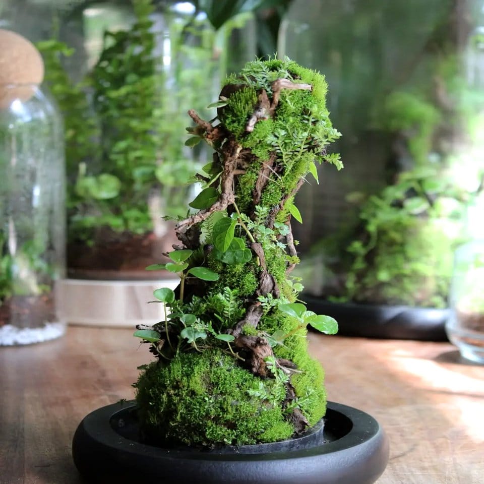 Glass terrarium with Siberian Fur and moss