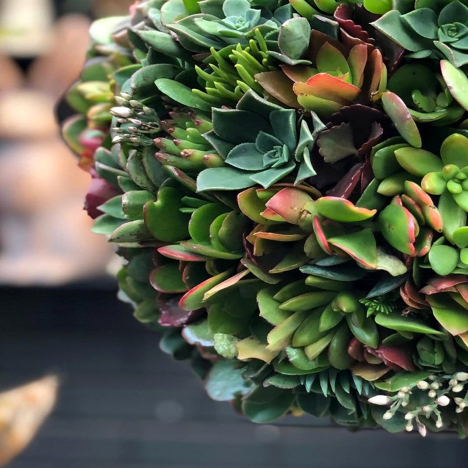 Round ceramic bowls with blue ombre succulents