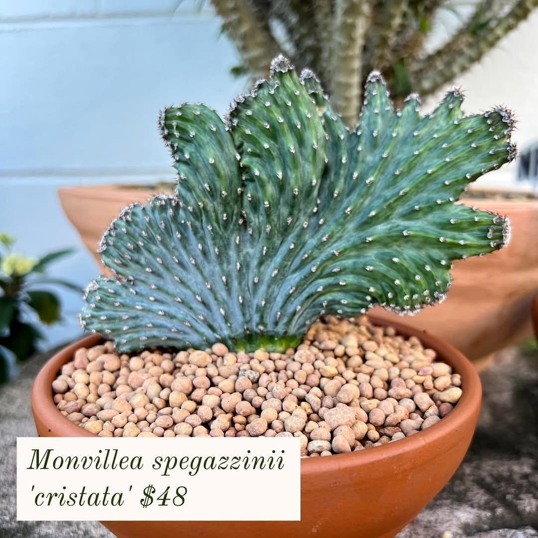 glass terrarium with rare succulents