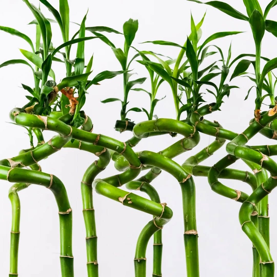 bamboo sticks herb spiral
