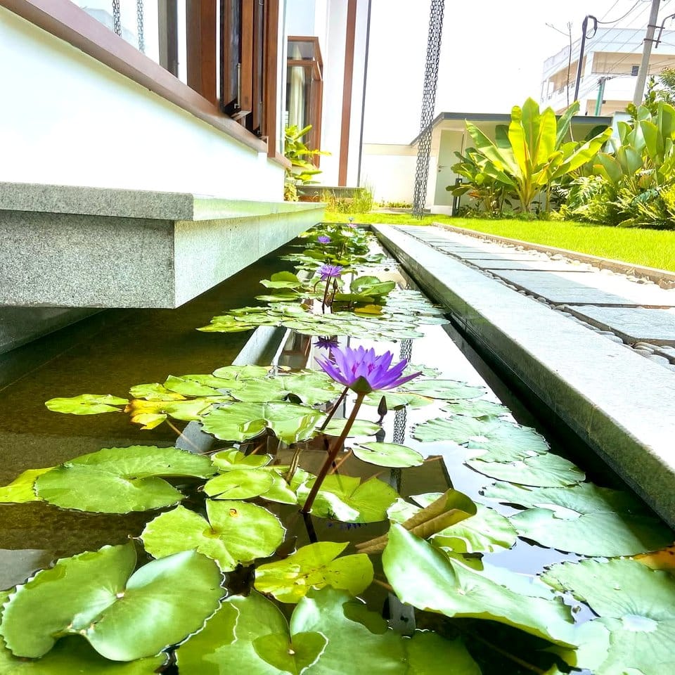 Quaint balcony pond with water lilies