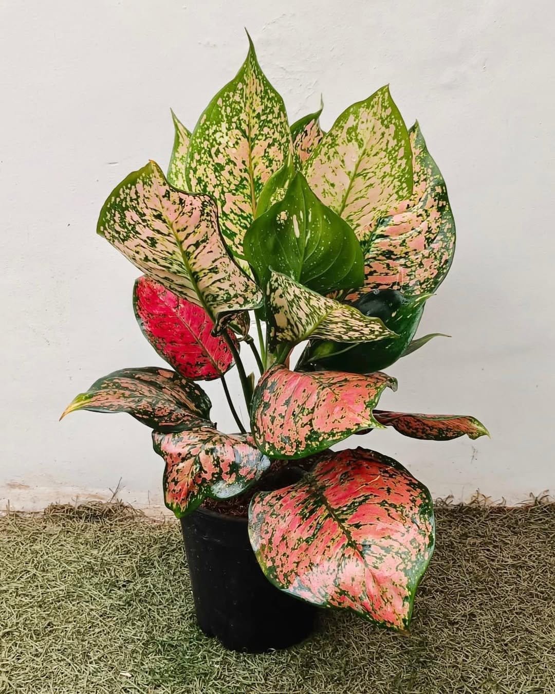 Colorful aglaonema in office corner