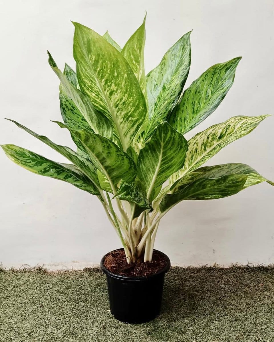 aglaonema with variegated leaves