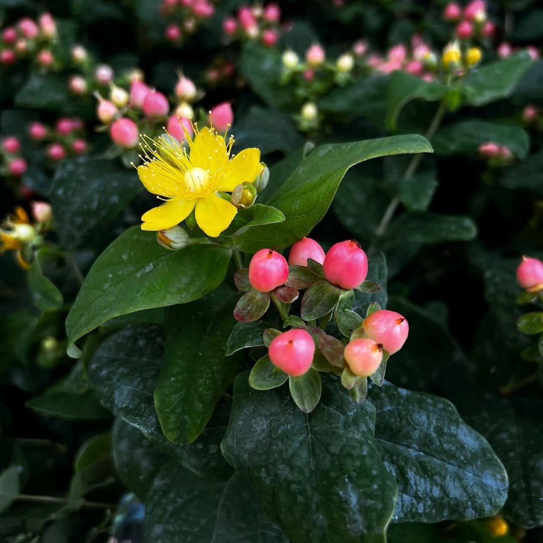 St. John's Wort flowers in bloom
