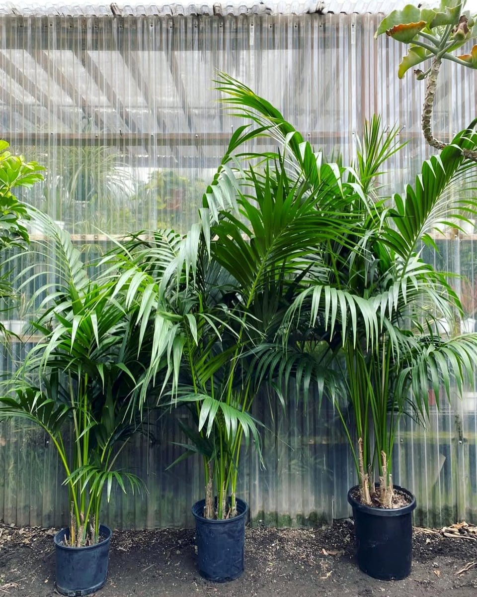 Tall Kentia palm next to window