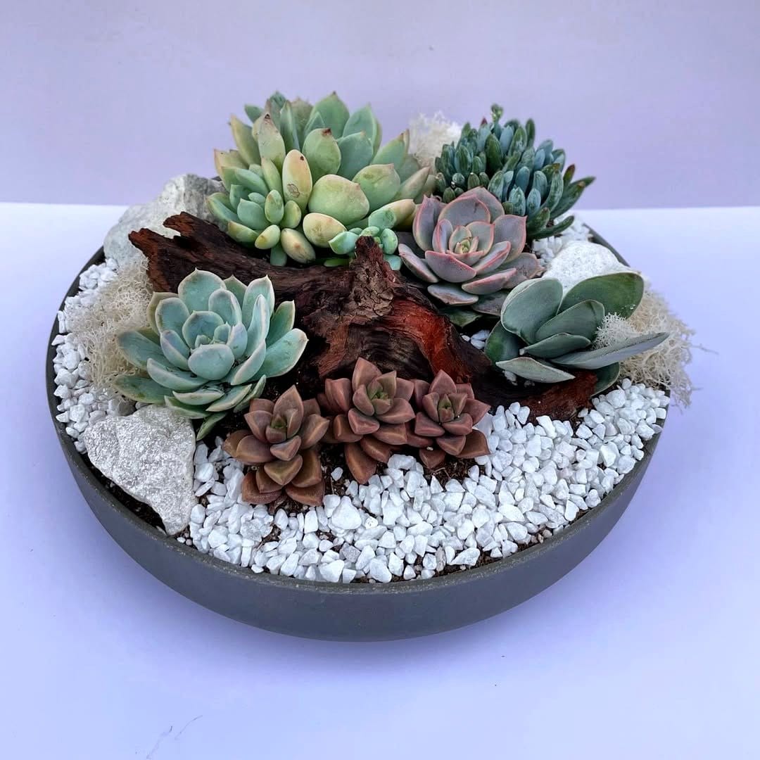 driftwood with succulents and pebbles
