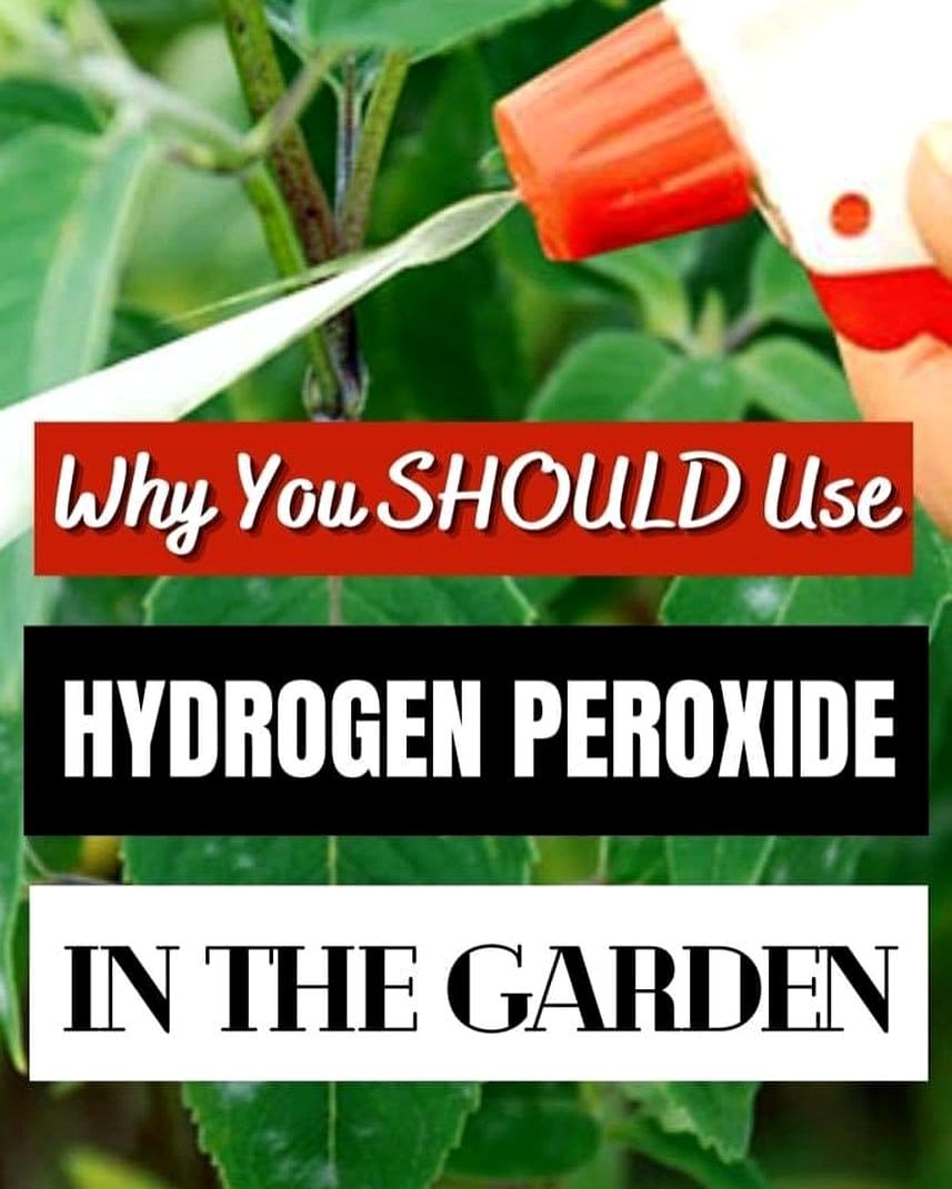 hydrogen peroxide bottle with seeds