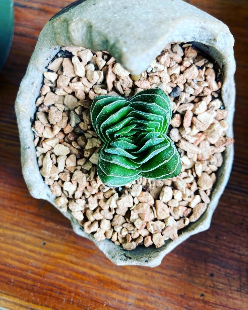 colorful dinosaur planter with cactus