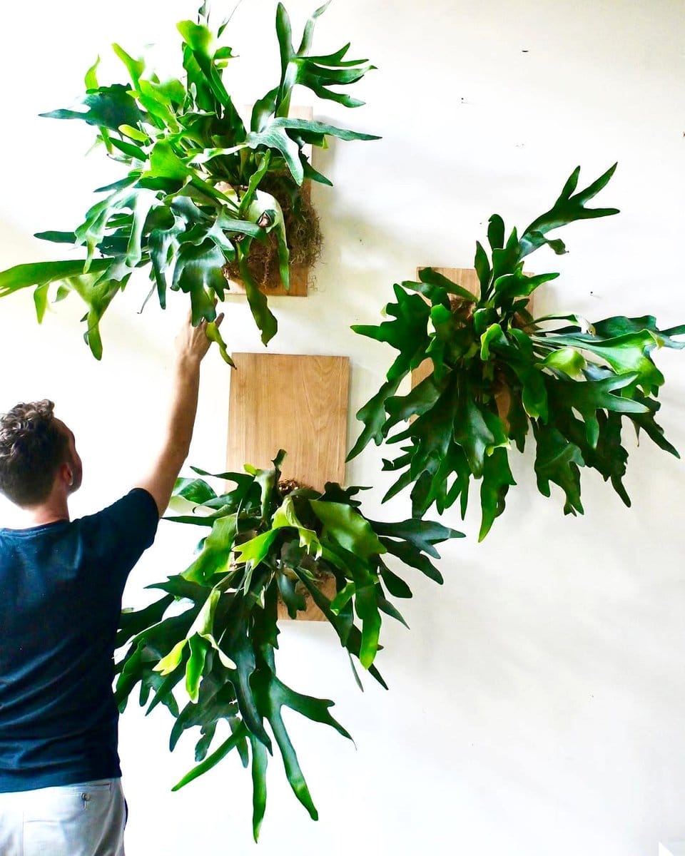 driftwood wall art with mounted ferns
