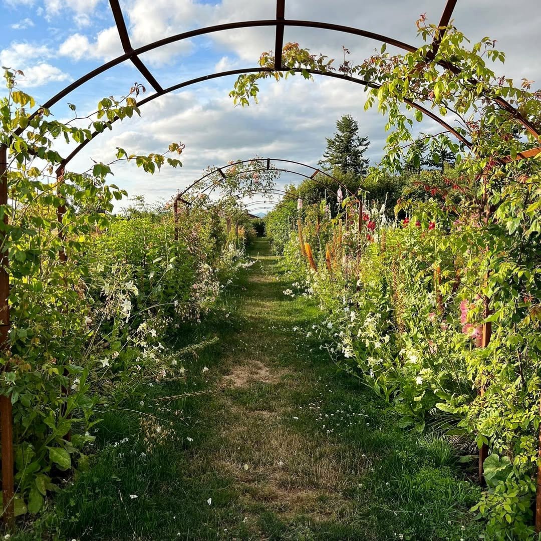 garden arch with climbing plants