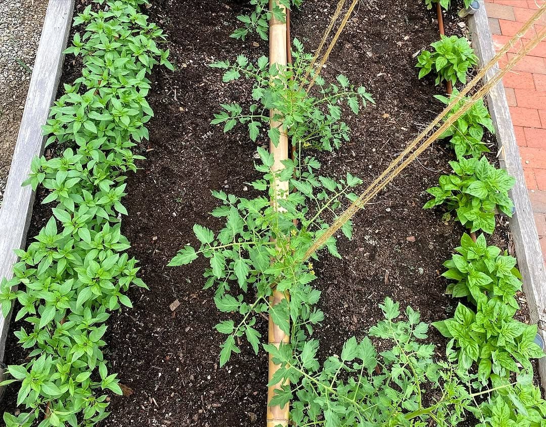 basil and tomato plants together