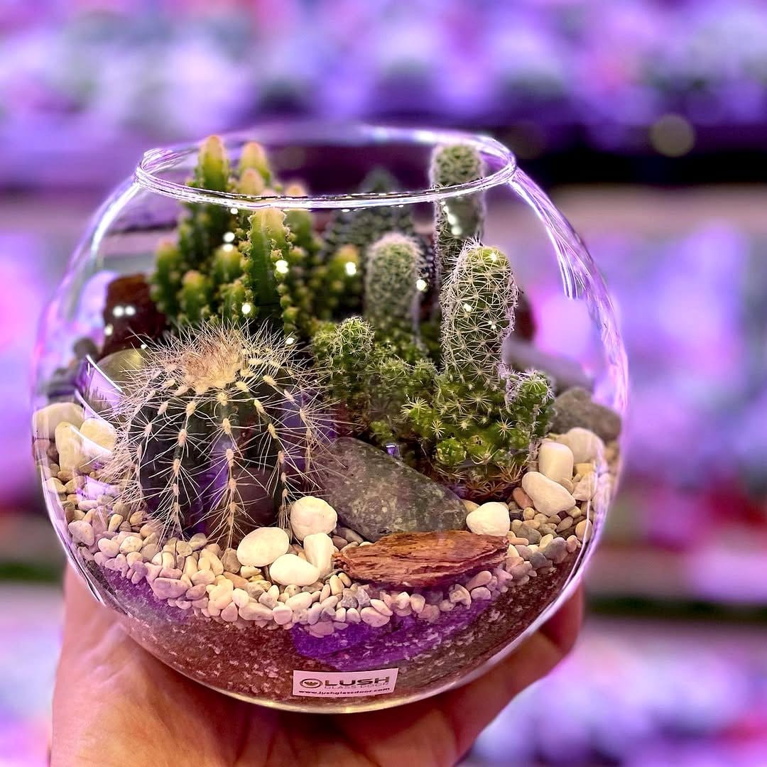 Holographic cacti display with desert background