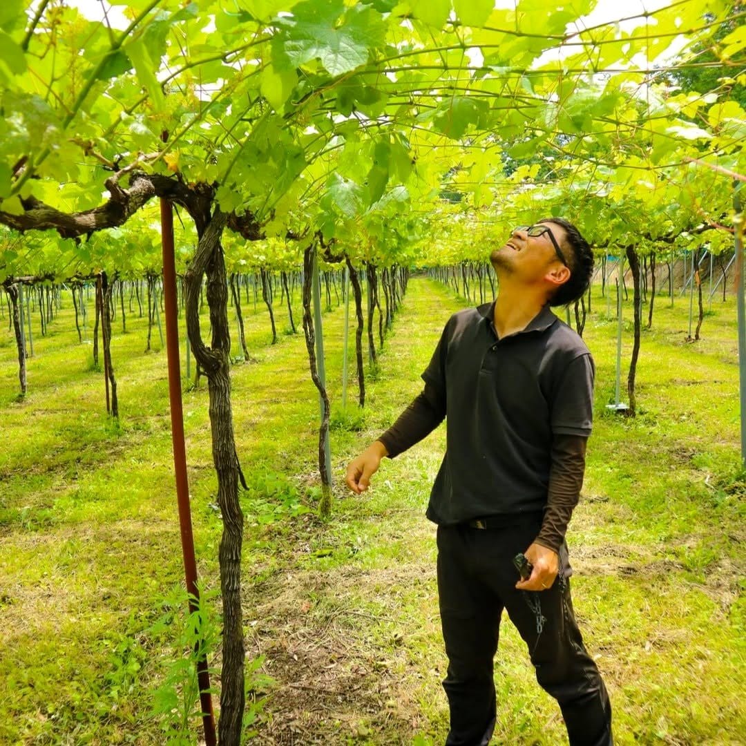 vineyard with grapevines projection