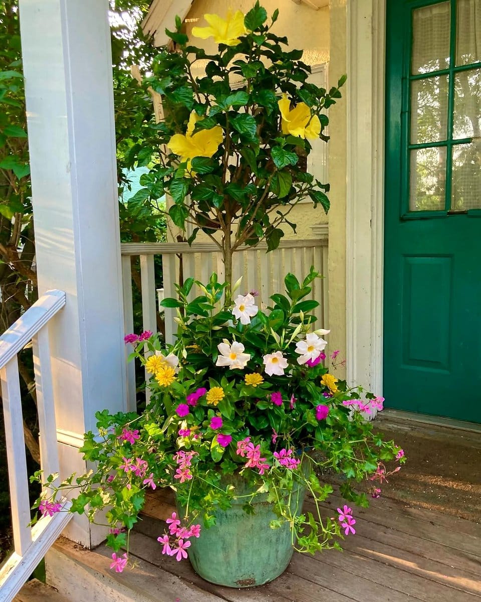 ivy geraniums in cascading basket