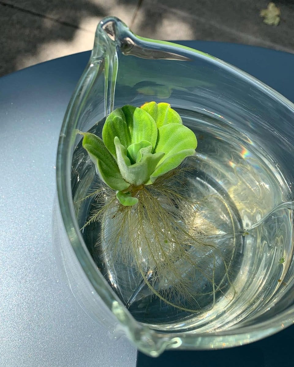 water lettuce in glass bowl