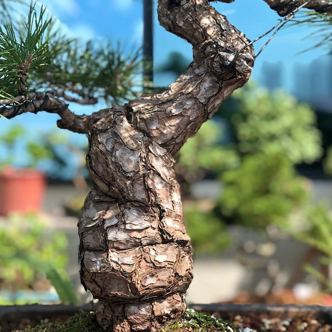 Pine bonsai with textured bark