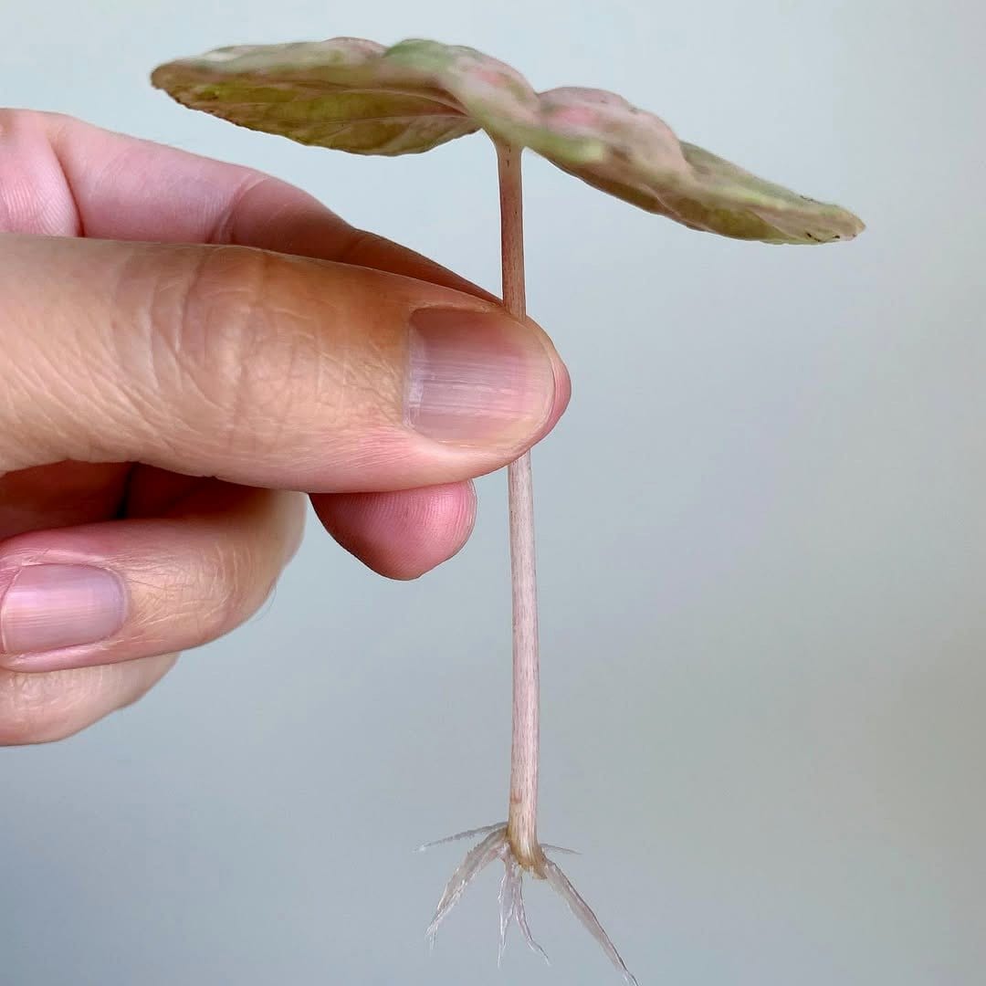 peperomia in colorful pot