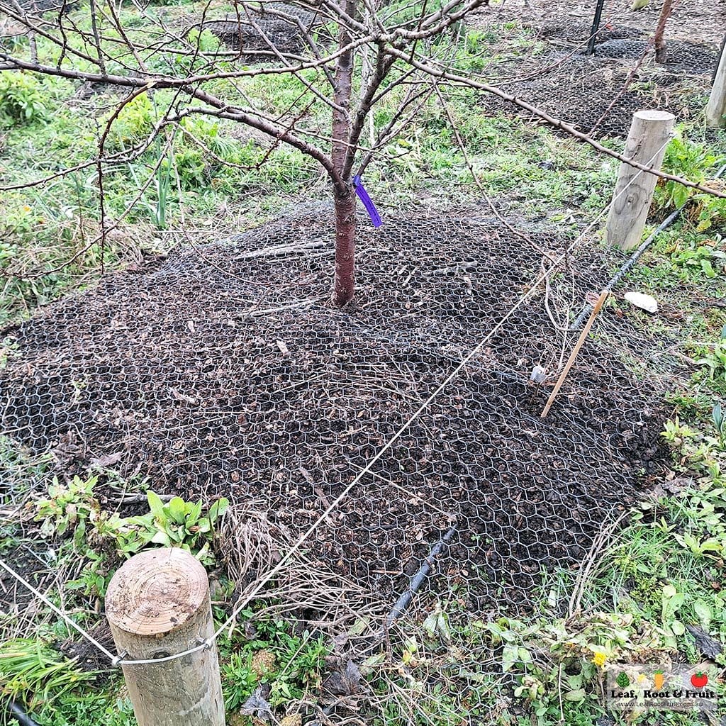 wood chips around tree base