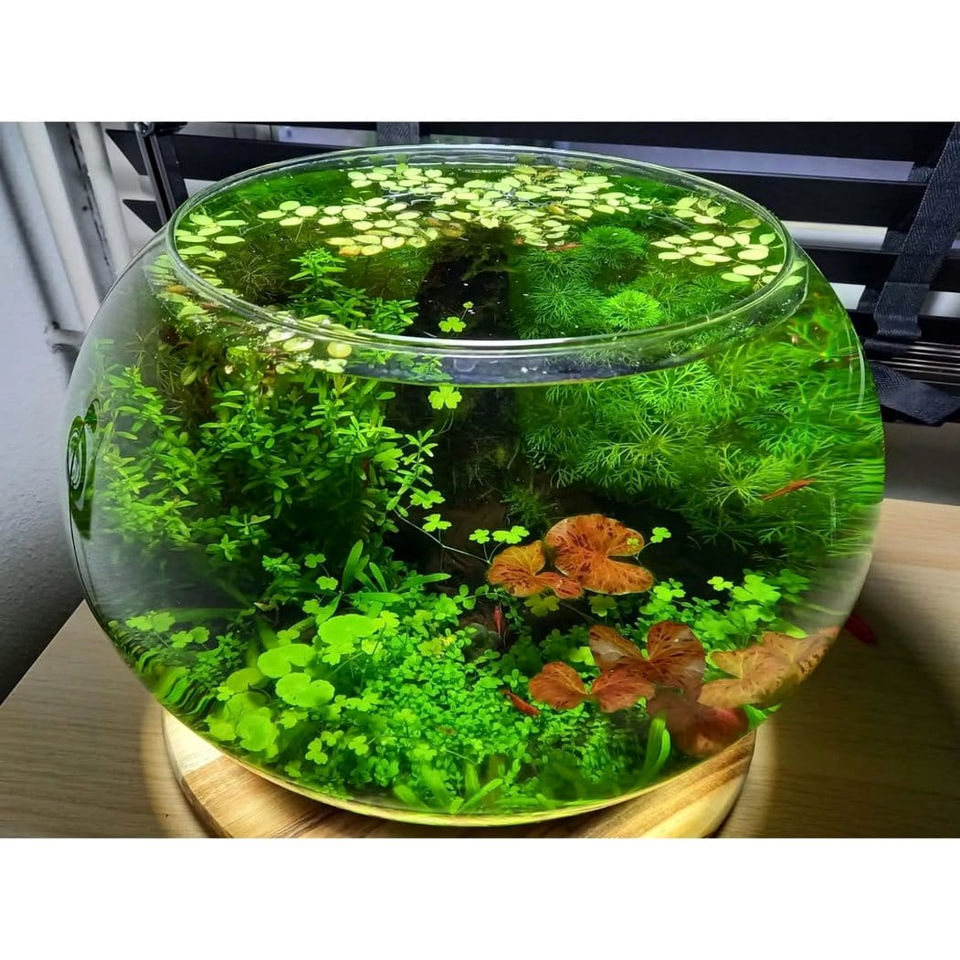 Aquarium-themed glass bowl with aquatic plants