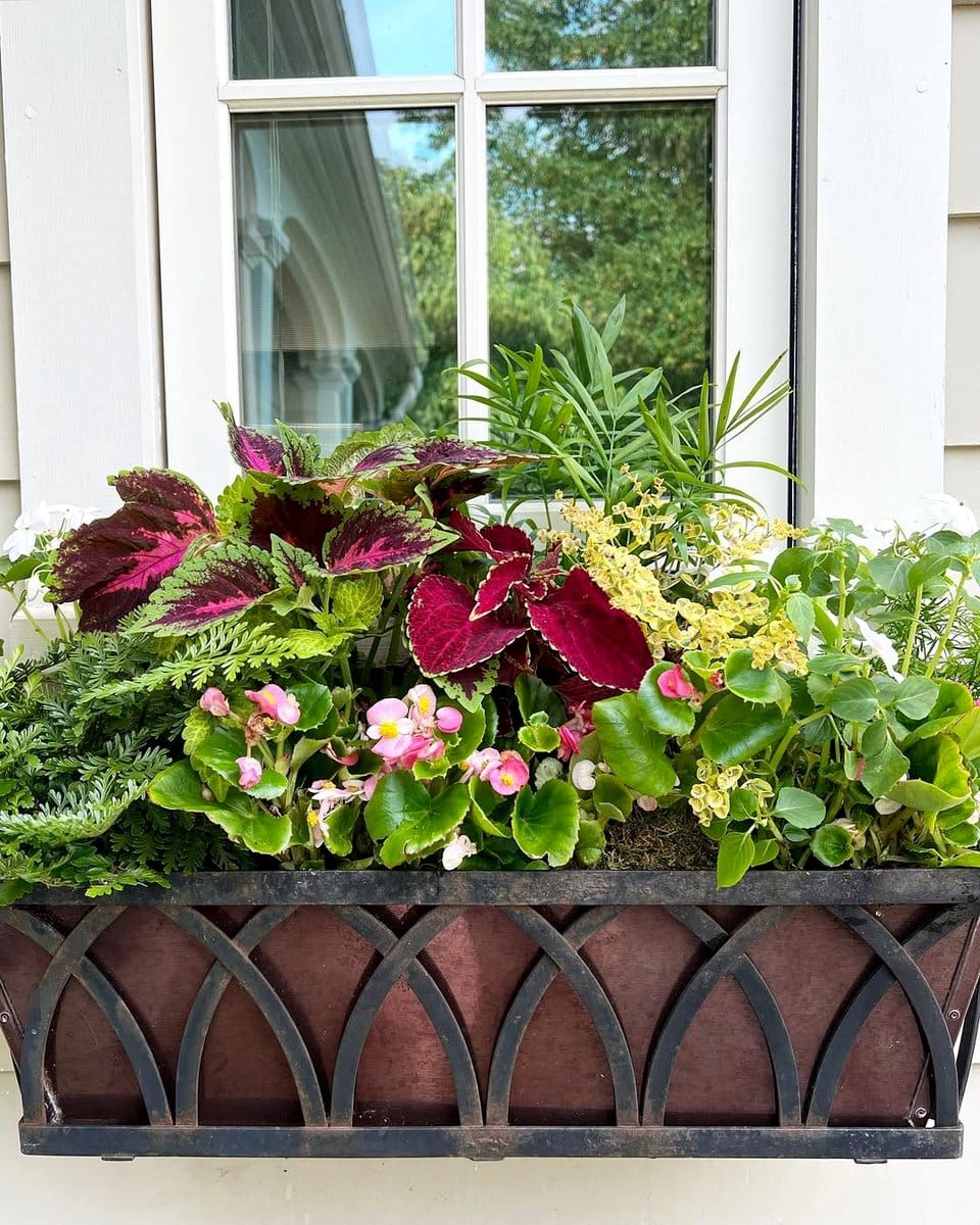 toolbox with shade-tolerant plants