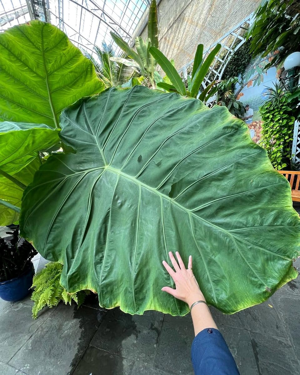 large elephant ear leaves